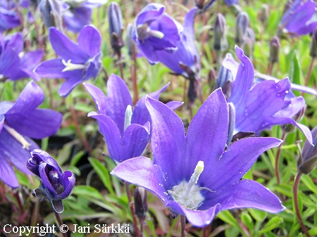 Campanula saxifraga ssp. aucheri, kello